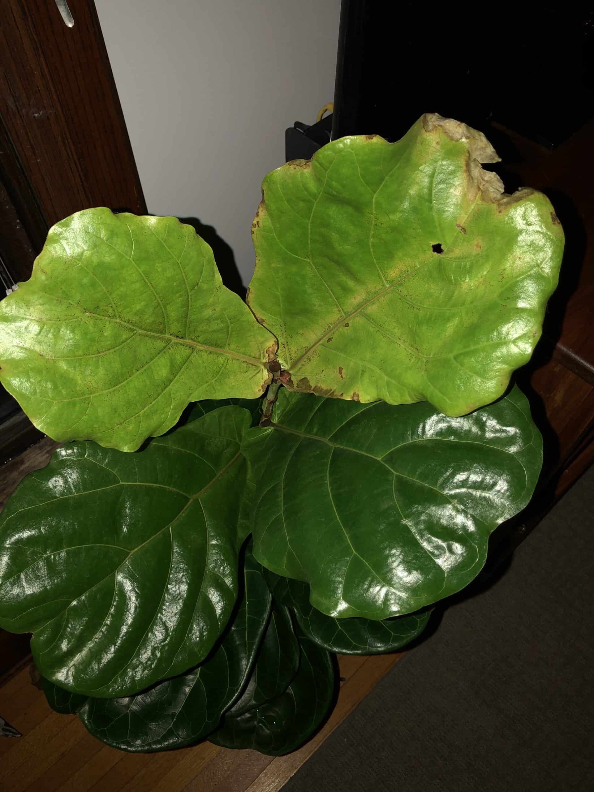 figleaf plant