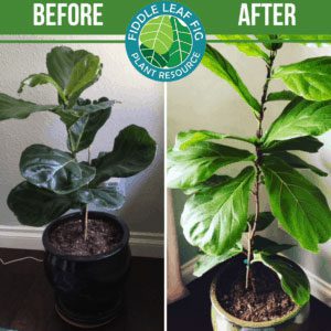 Click to view the best fiddle leaf fig before and after photos. Each plant used our Fiddle Leaf Fig Plant Food. See the amazing results!