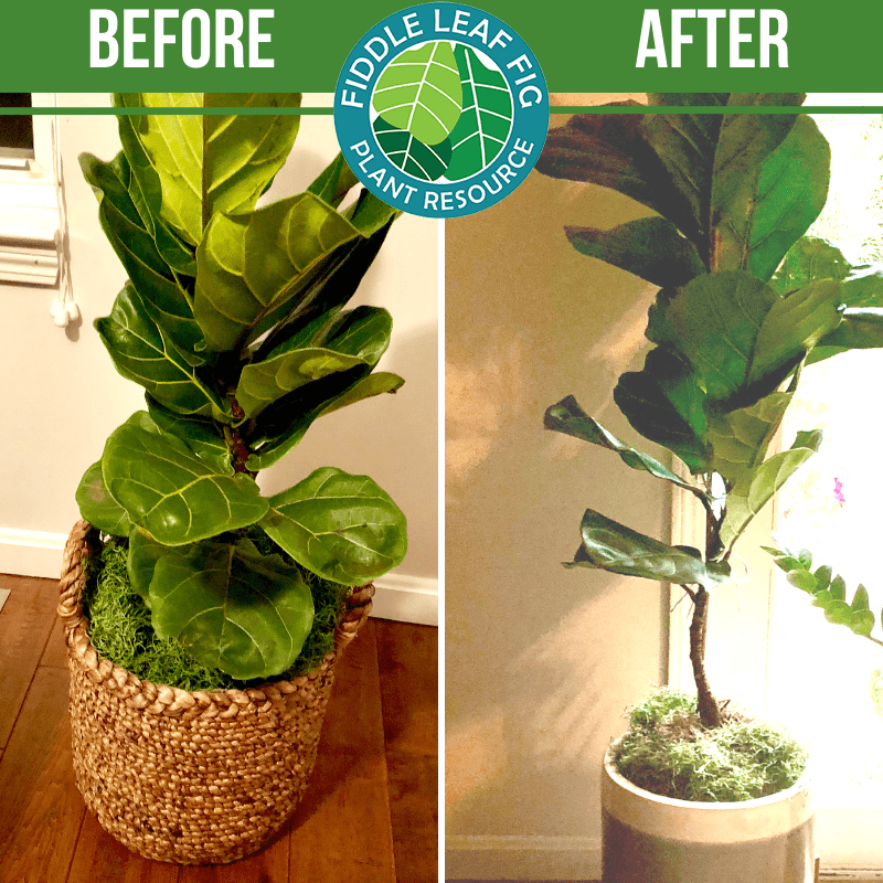 Fiddle Leaf Fig Before and After Photos The Best Fertilizer for Fiddle