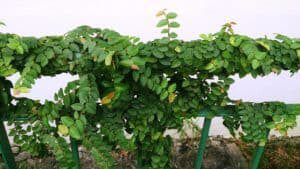 Ficus Pumila 