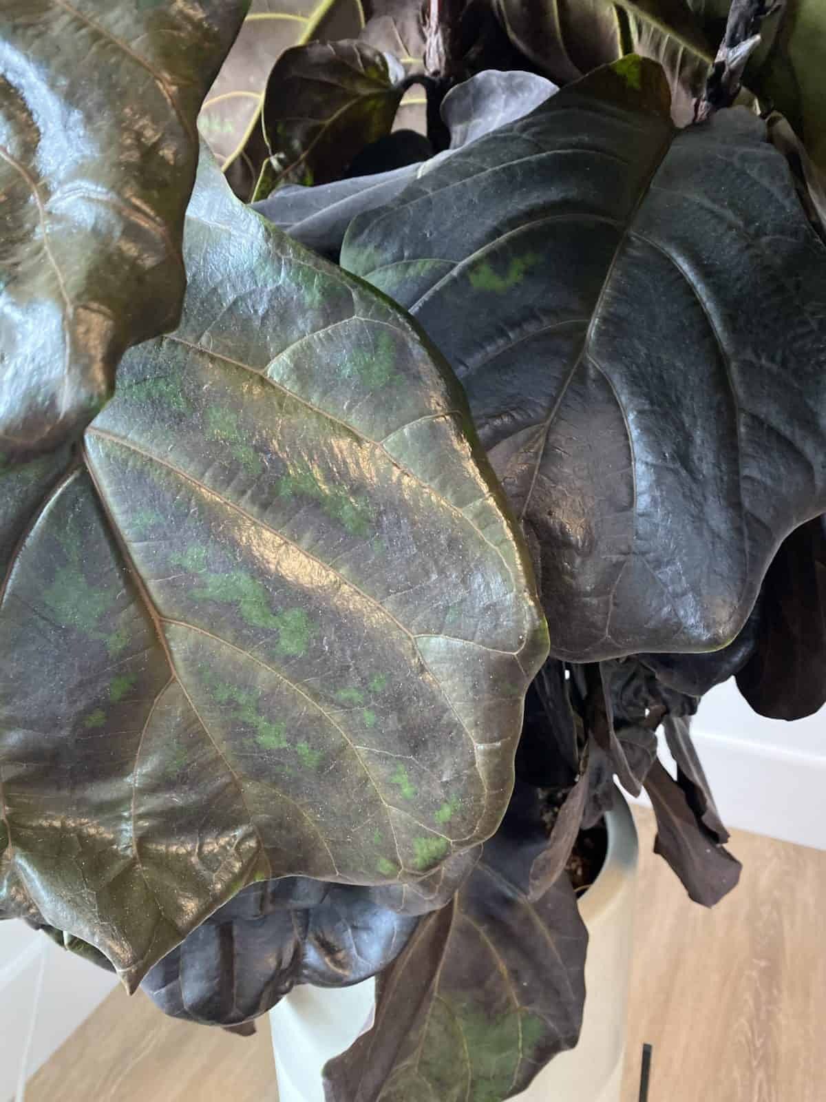 FLF not doing well after move The Fiddle Leaf Fig Plant