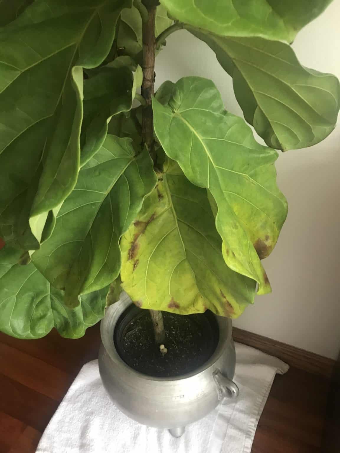Yellowing, browning, dropping bottom leaves | The Fiddle Leaf Fig Plant