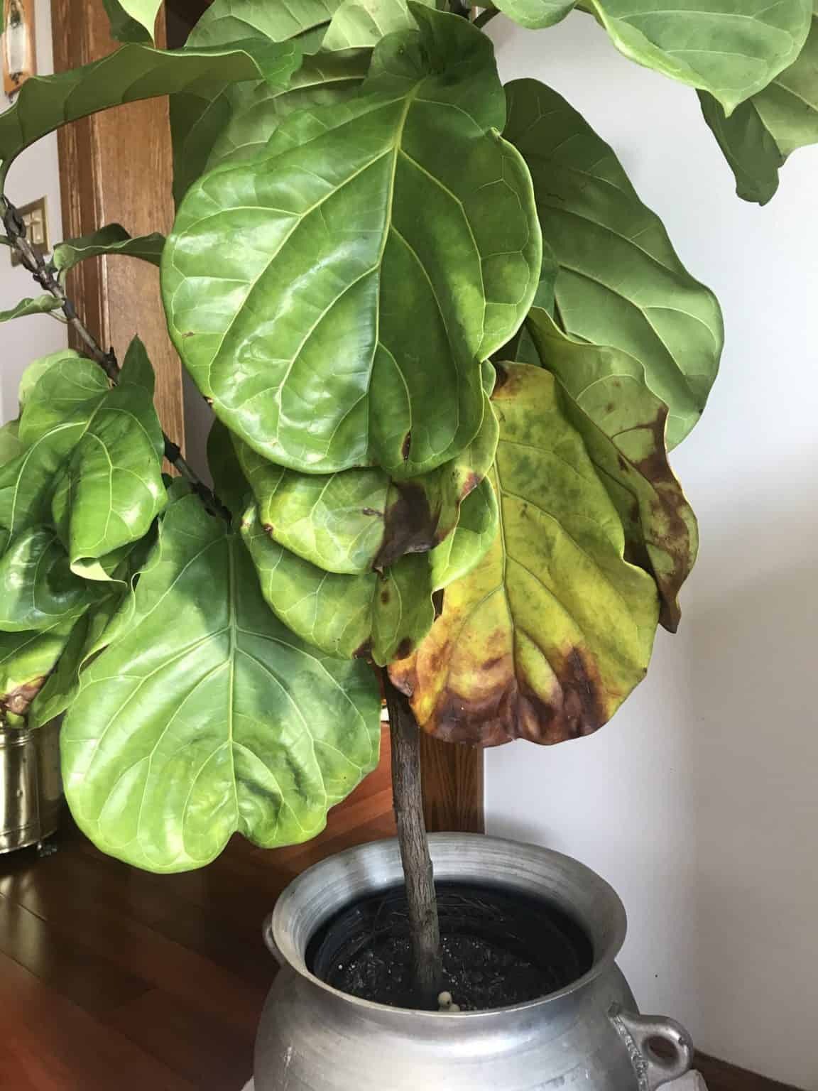 Yellowing, browning, dropping bottom leaves | The Fiddle Leaf Fig Plant
