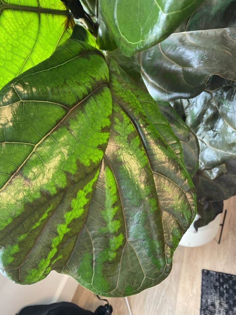 FLF not doing well after move The Fiddle Leaf Fig Plant