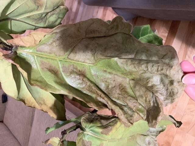 Root rot, bacterial infection, too dry? | The Fiddle Leaf Fig Plant