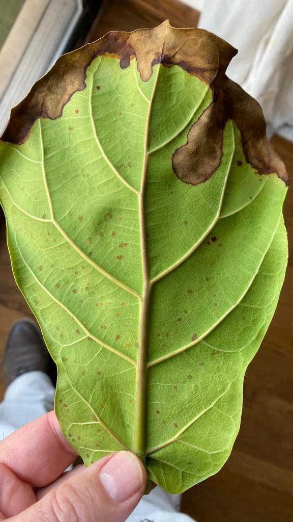 14 Foot Giant Suddenly Dying Help The Fiddle Leaf Fig