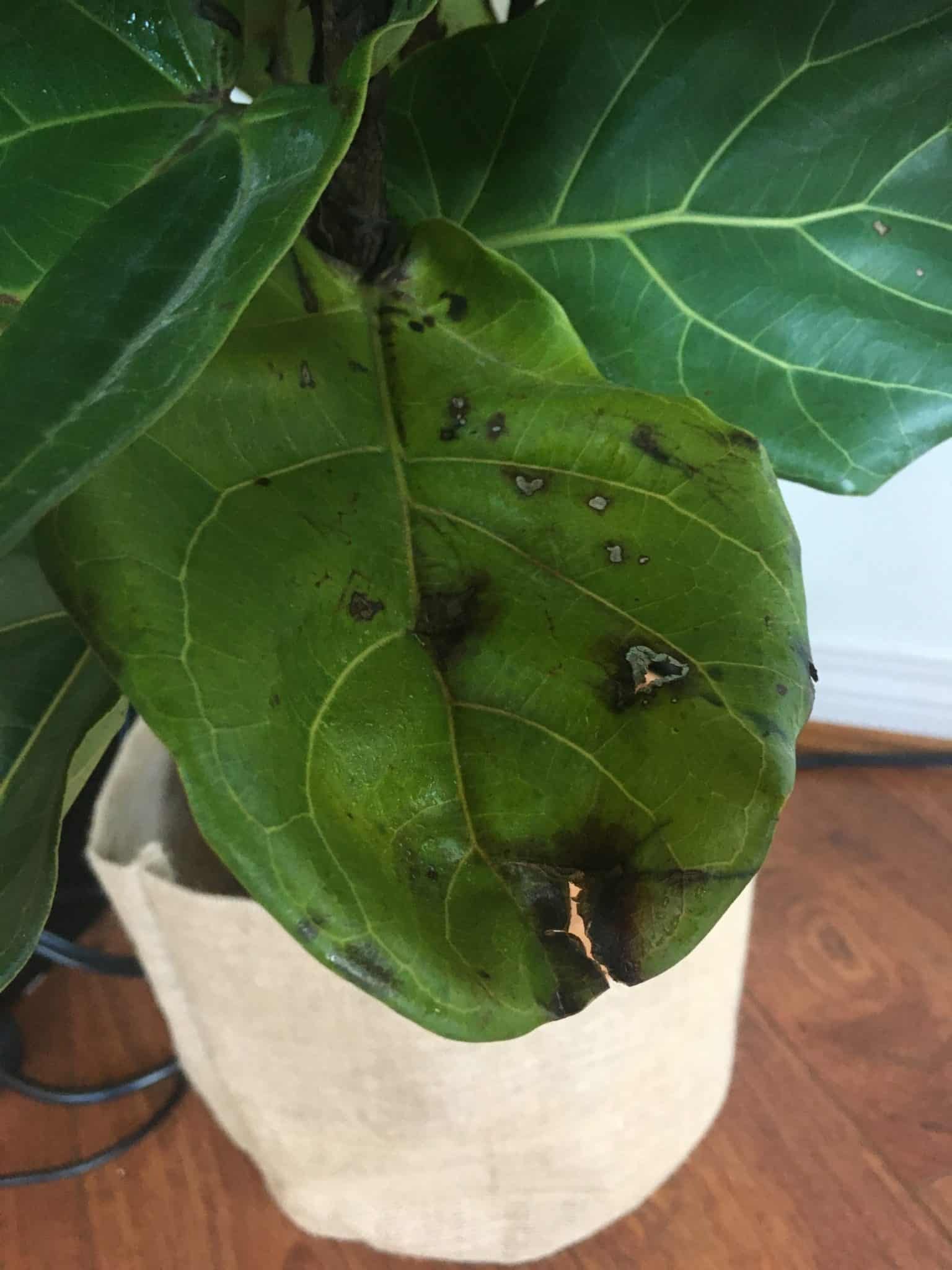 Fungal Infection On Fiddle Leaf Fig