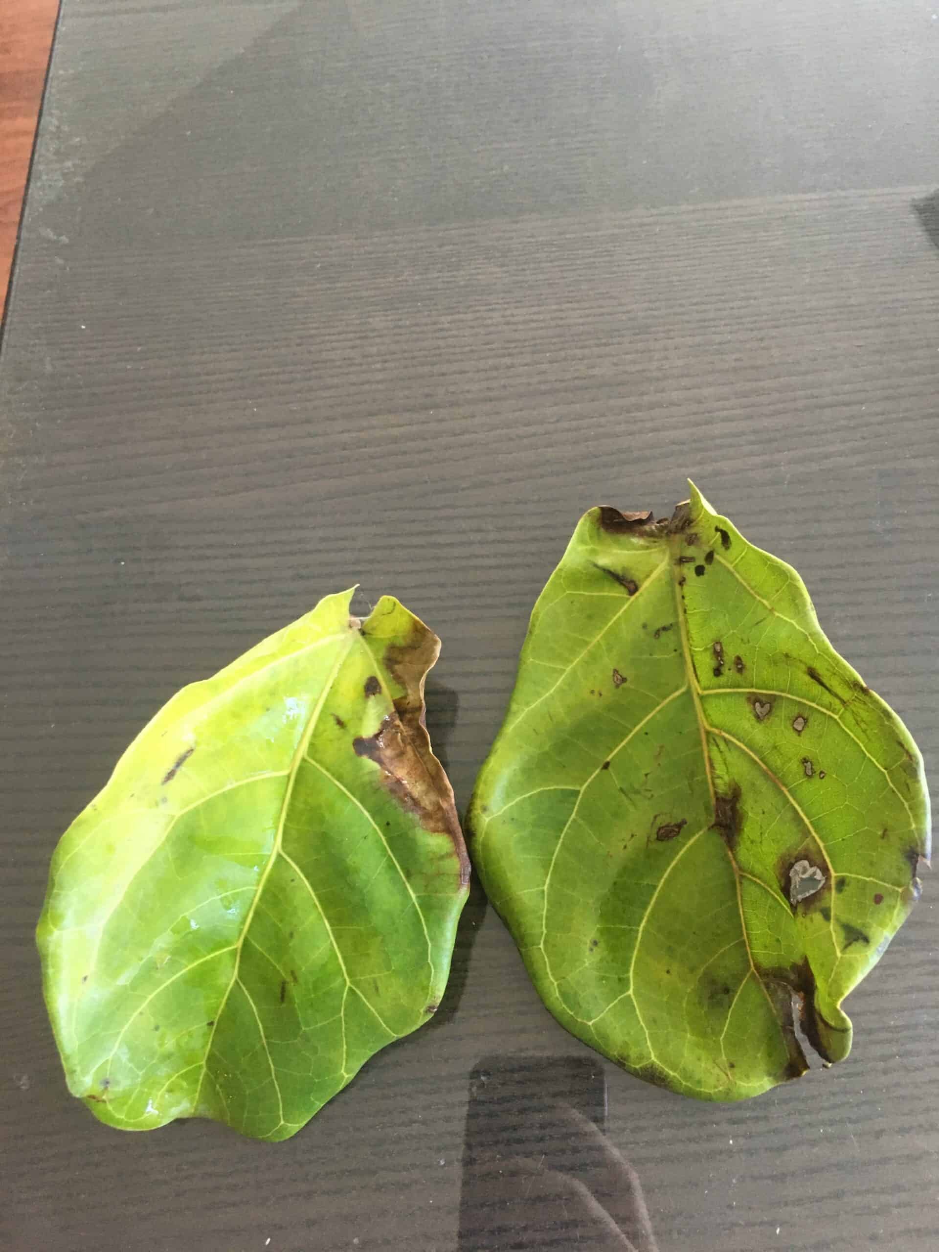 Bacterial Infection? | The Fiddle Leaf Fig Plant Resource