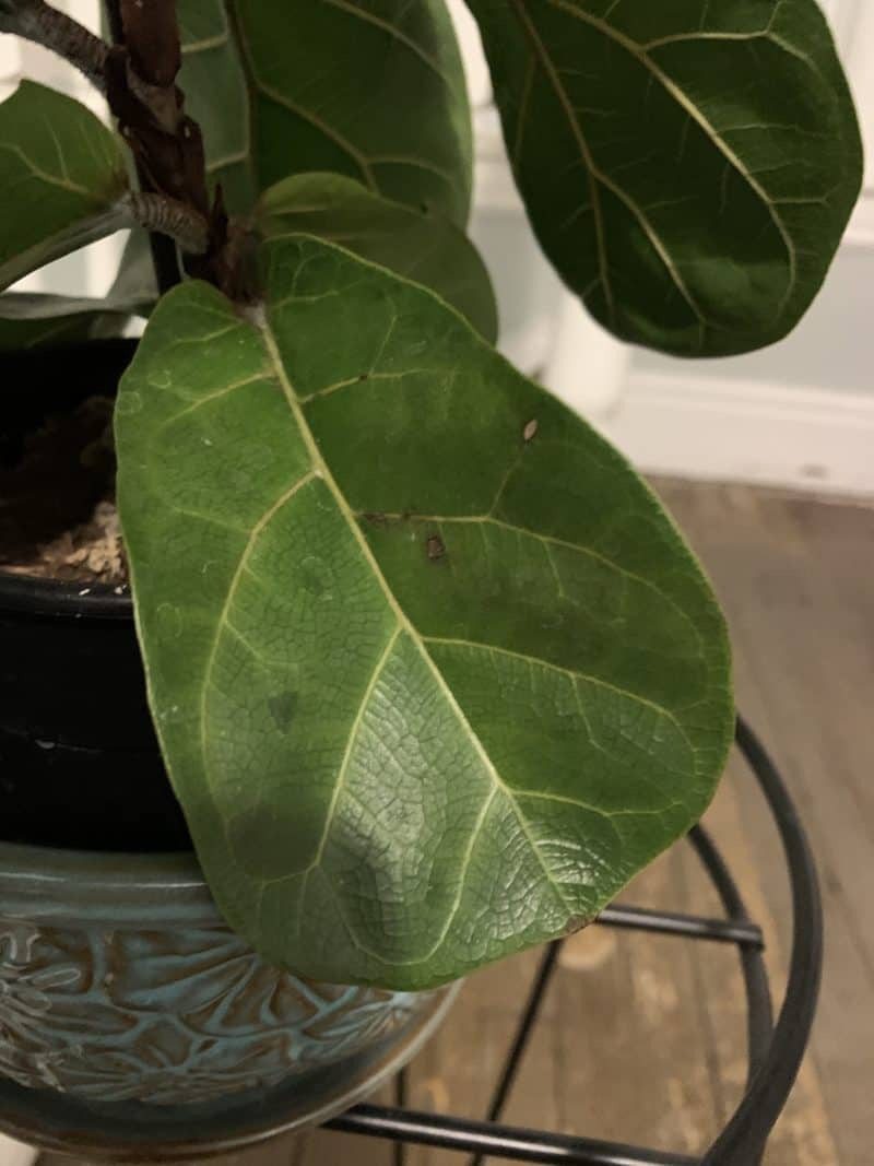 Drooping leaves & brown spots The Fiddle Leaf Fig Plant