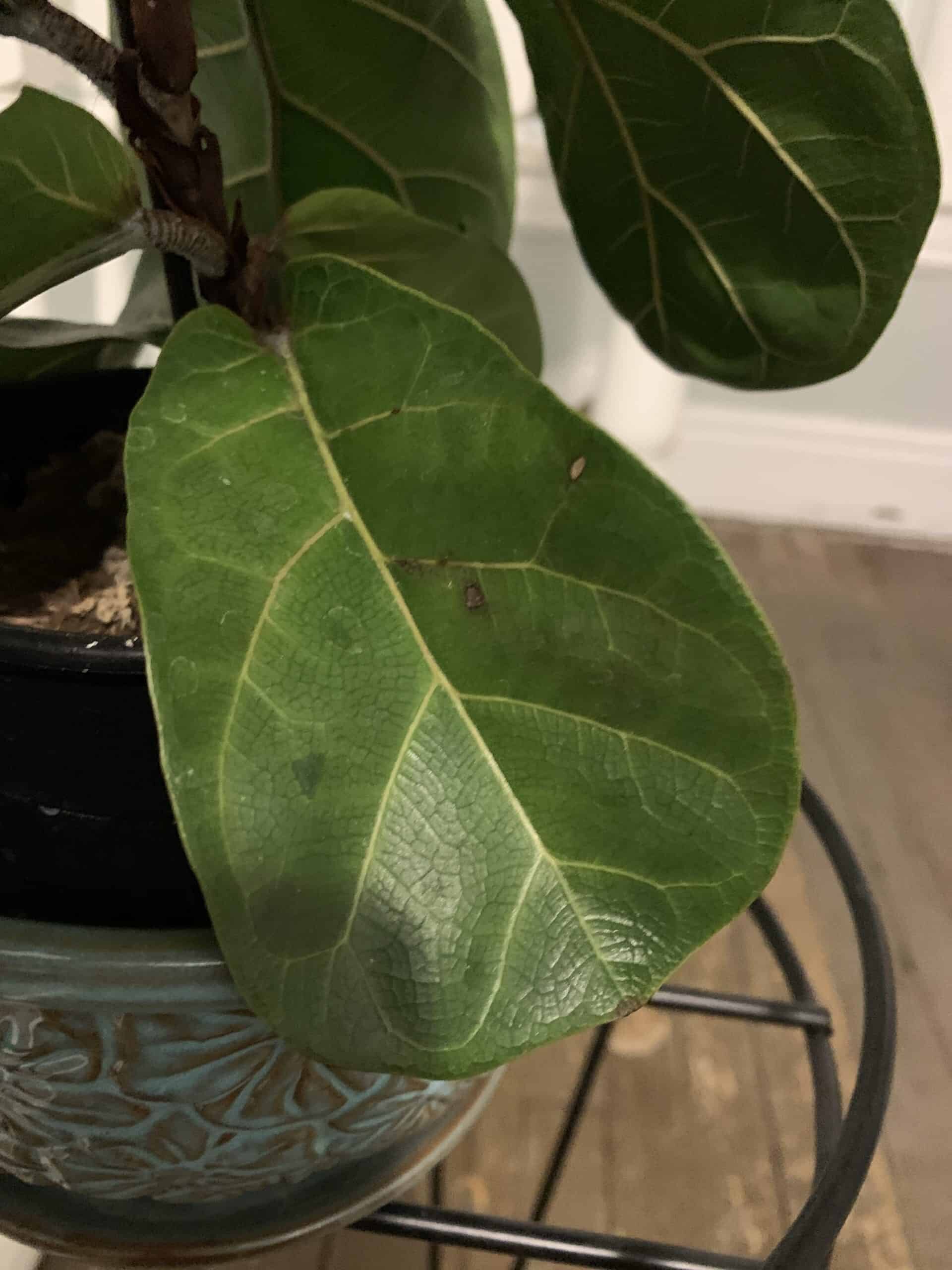 Drooping leaves & brown spots The Fiddle Leaf Fig Plant Resource