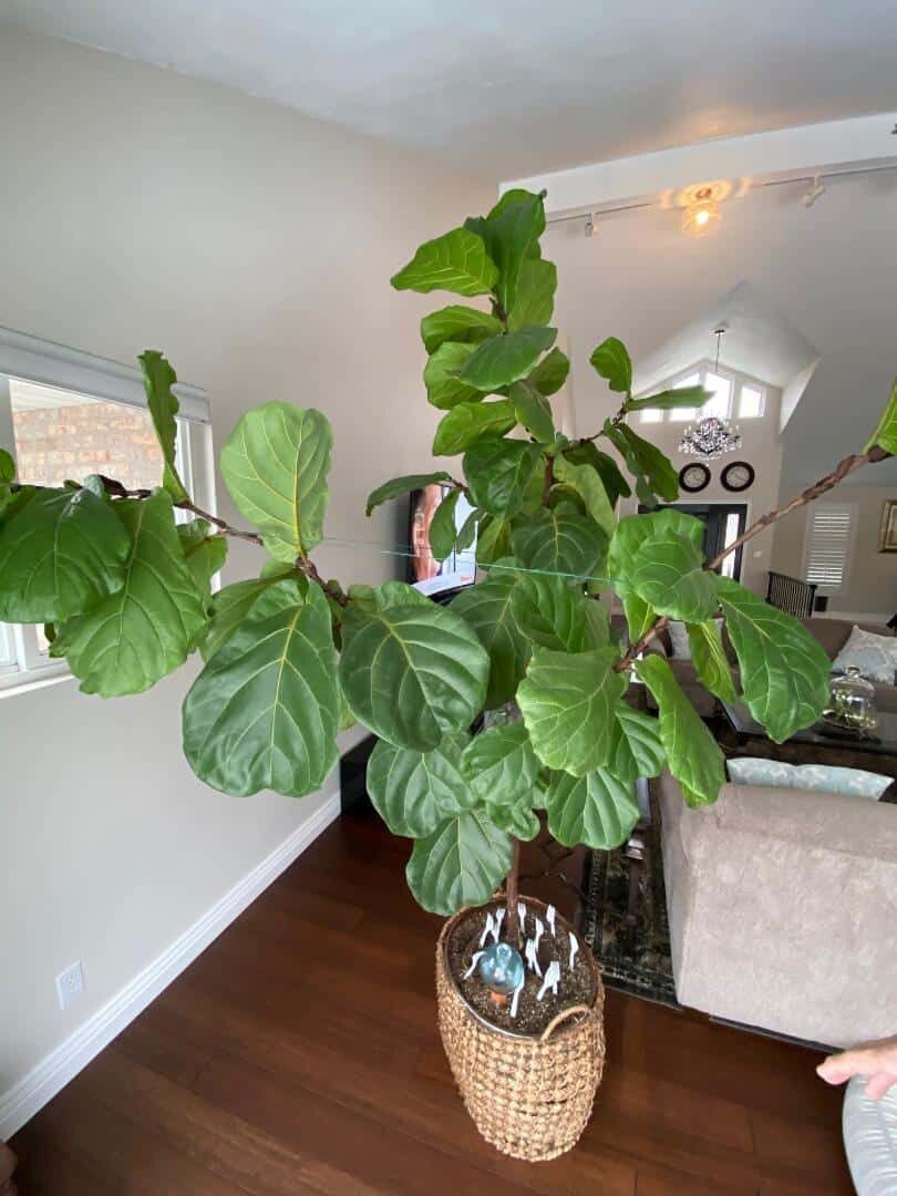 pruning to stimulate lower leaf growth | The Fiddle Leaf Fig Plant Resource