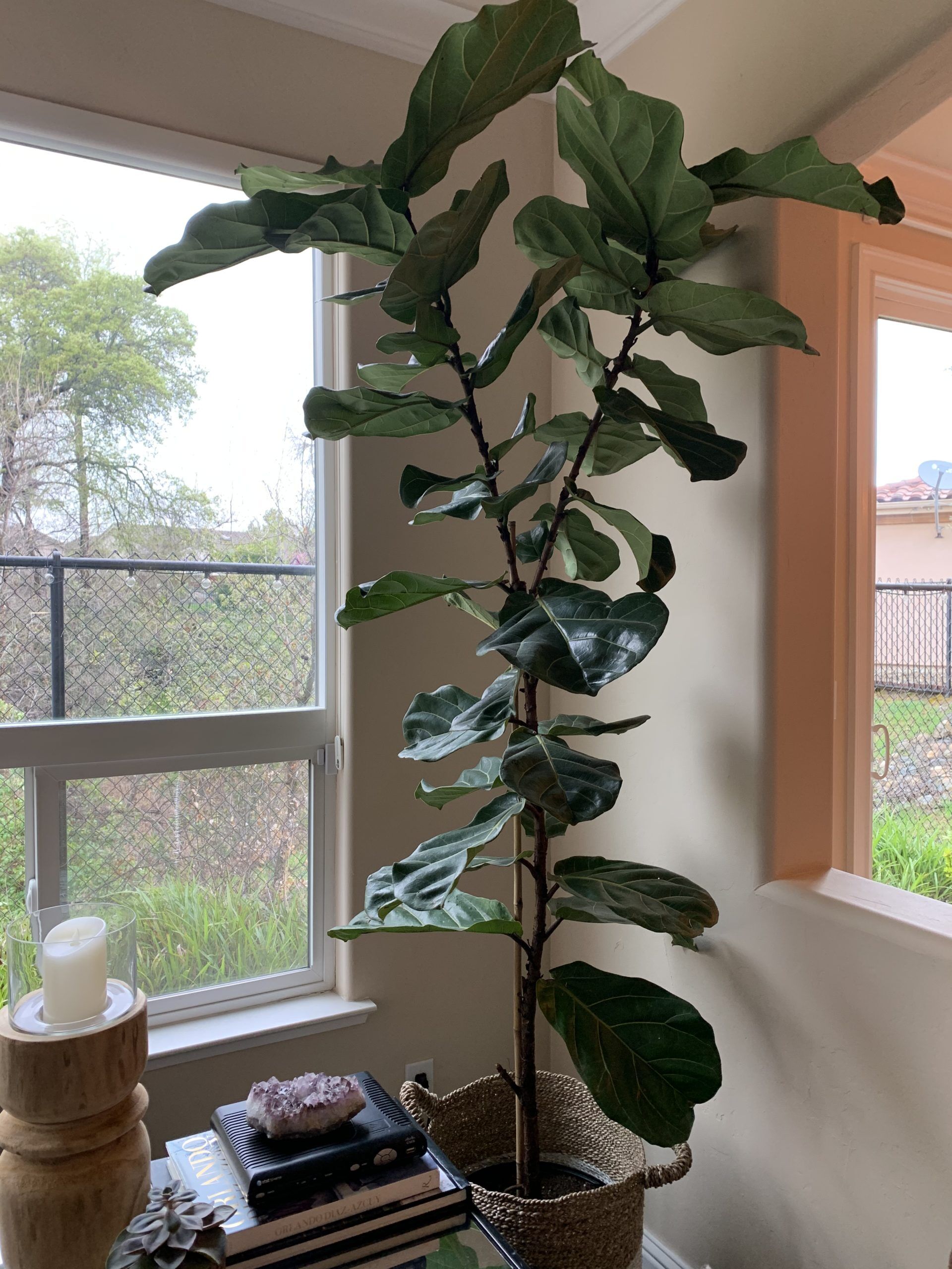 Dropping yellowing leaves | The Fiddle Leaf Fig Plant Resource