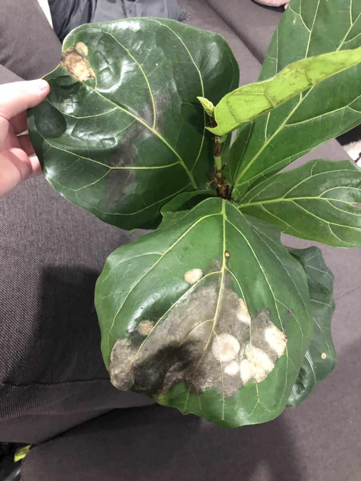 Help Fiddle Leaf Dying White Spots The Fiddle Leaf