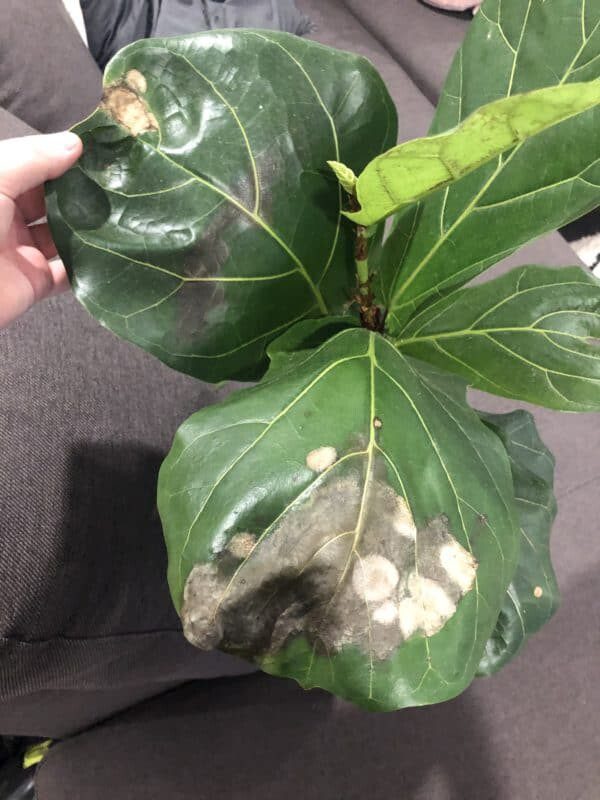 HELP! fiddle leaf dying + white spots | The Fiddle Leaf Fig Plant Resource