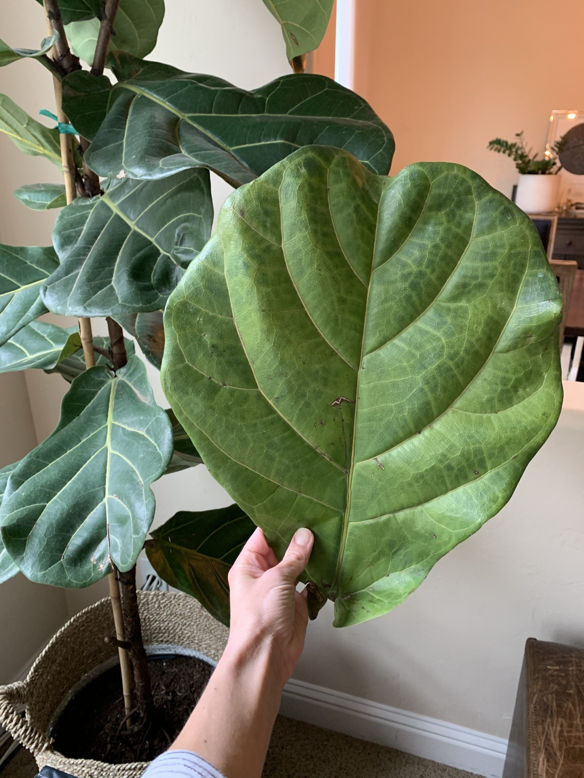 Dropping yellowing leaves The Fiddle Leaf Fig Plant Resource