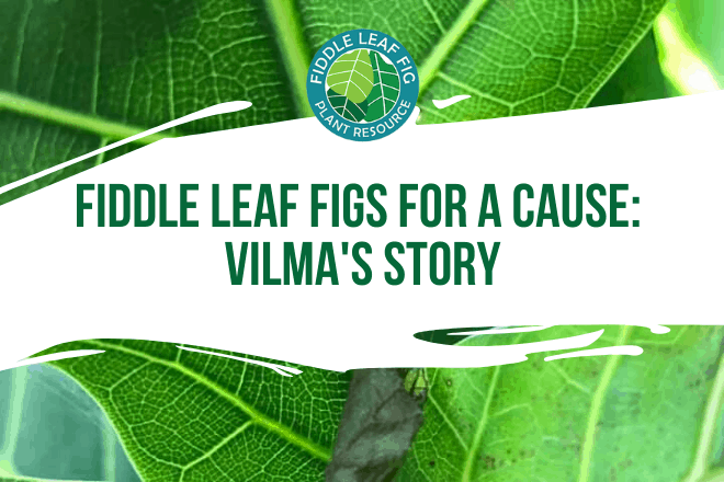 Fiddle leaf fig for a cause. Read Vilma's story. As a fellow fiddle leaf fig lover, she reached out to us to help her and share her love of plants.