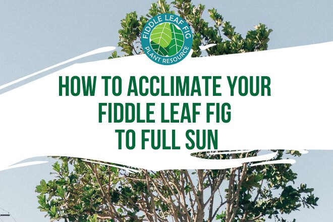 Do you want your fiddle leaf fig to get the benefit of full sun? Learn how to acclimate your fiddle leaf fig to full sun and why you should try it!