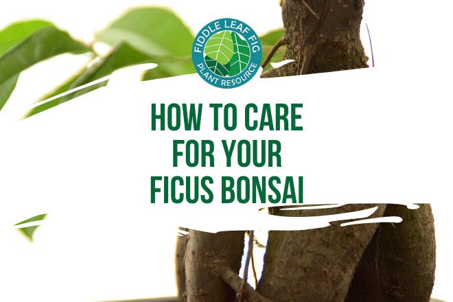 Do you have a ficus bonsai? Curious the best way to care for it? Discover how to care for your ficus bonsai so it can grow healthy and strong.