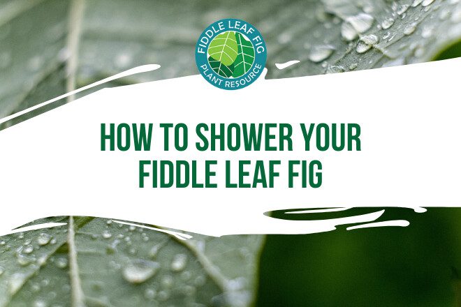 Are you wondering how to shower your fiddle leaf fig? Learn the best tips to giving your fiddle leaf fig a shower and how to keep it healthy.