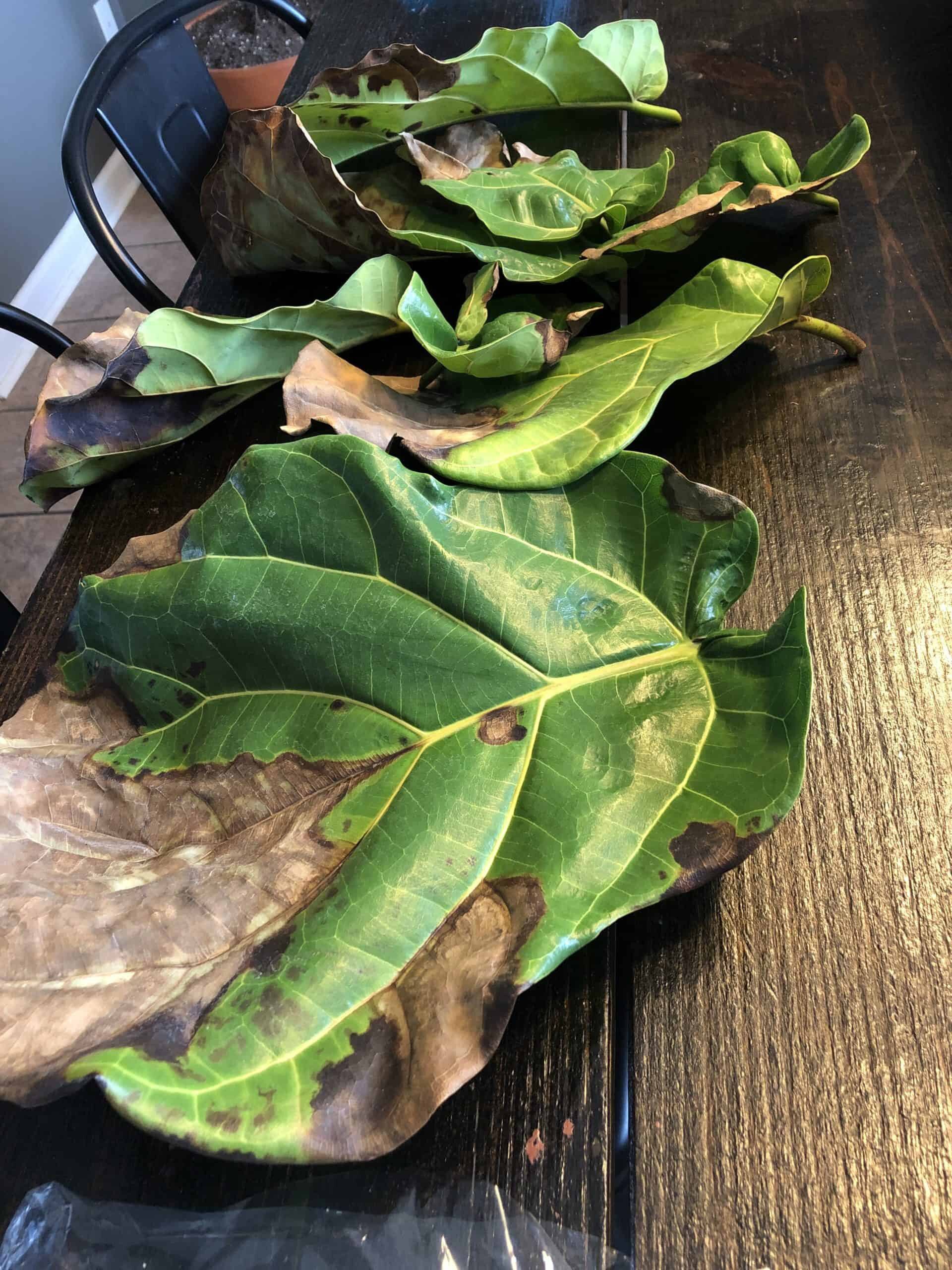Root rot fungal or bacterial | The Fiddle Leaf Fig Plant Resource