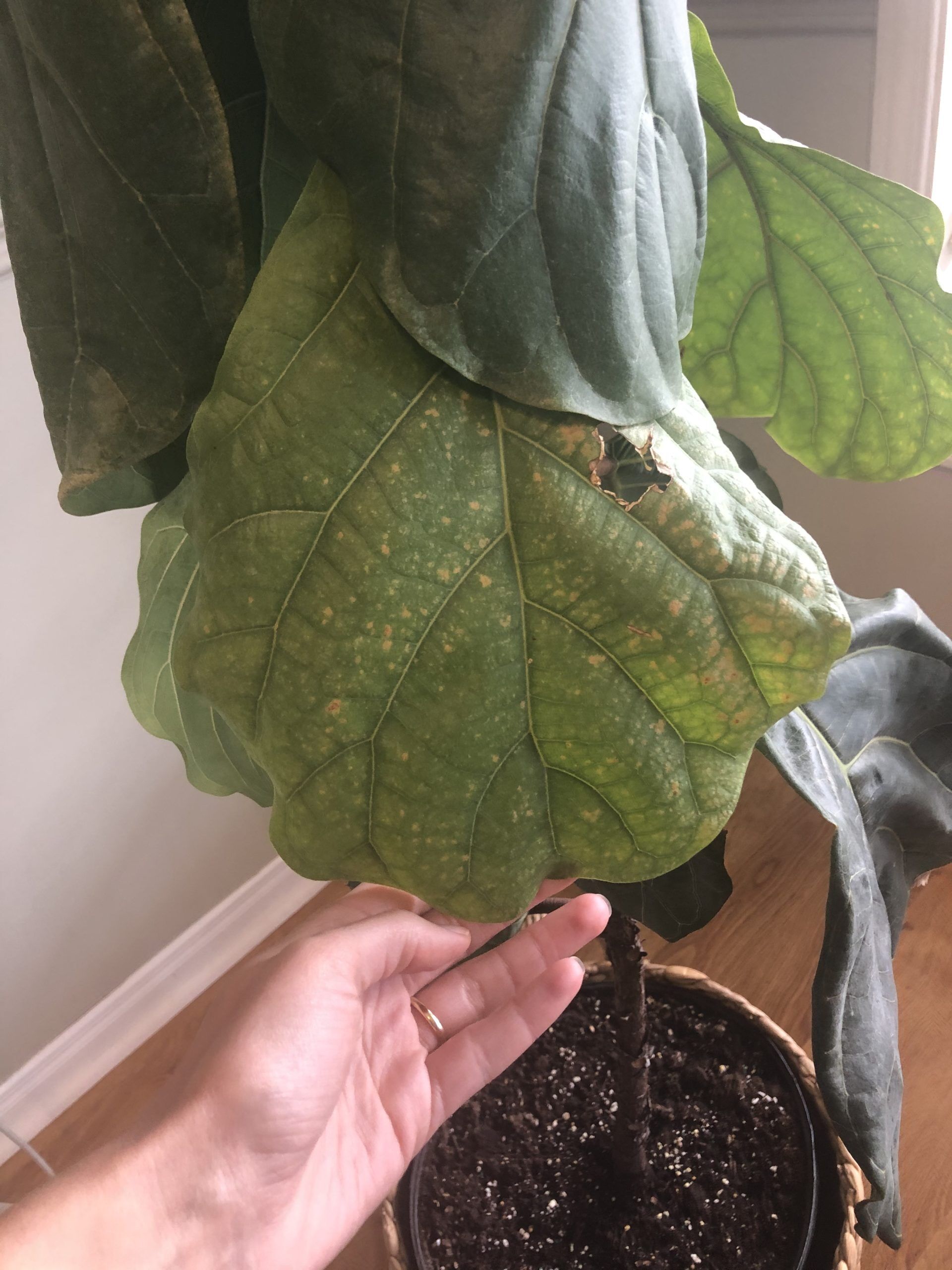 Sad droopy fiddle The Fiddle Leaf Fig Plant Resource