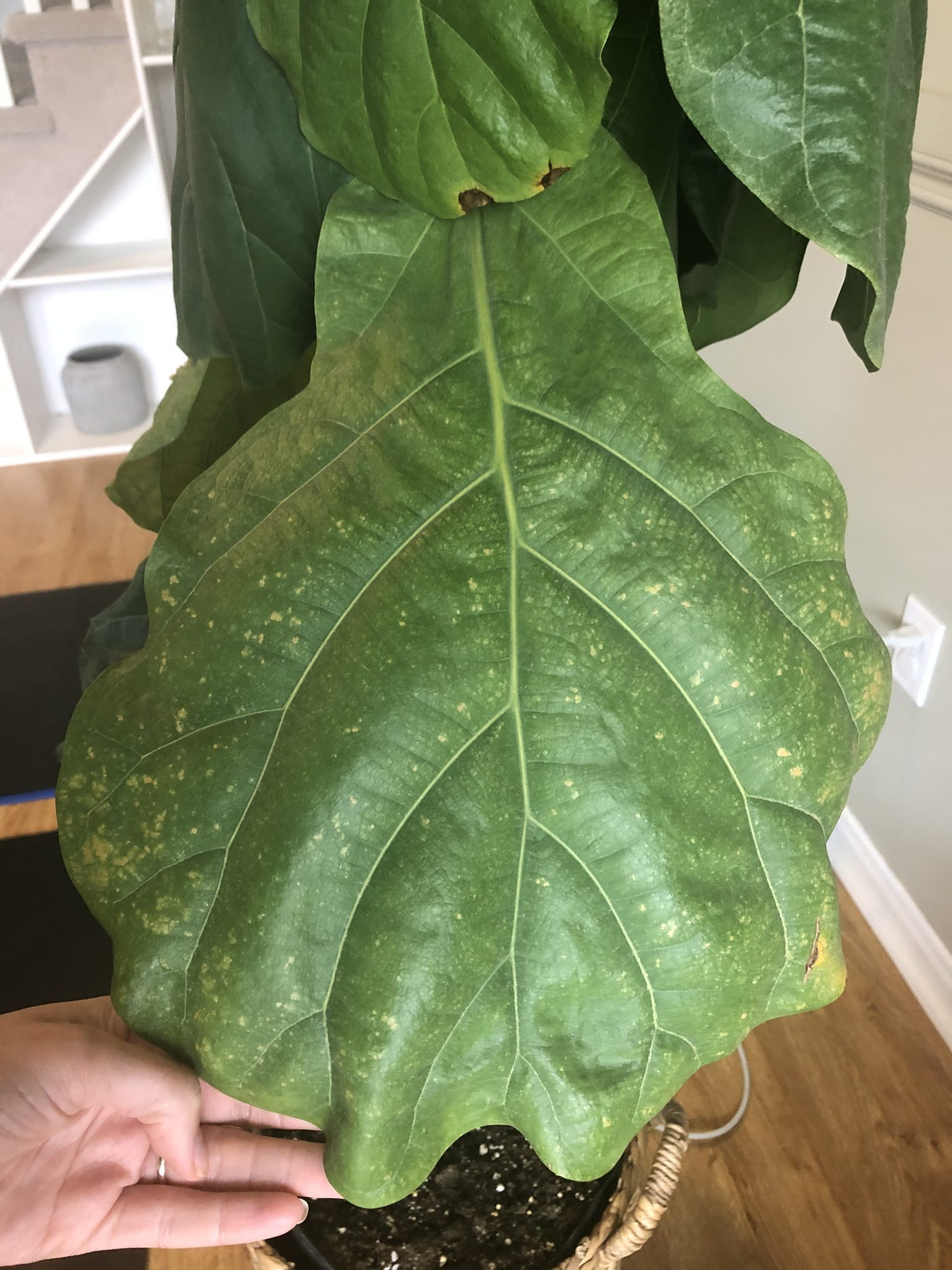 Sad droopy fiddle The Fiddle Leaf Fig Plant Resource