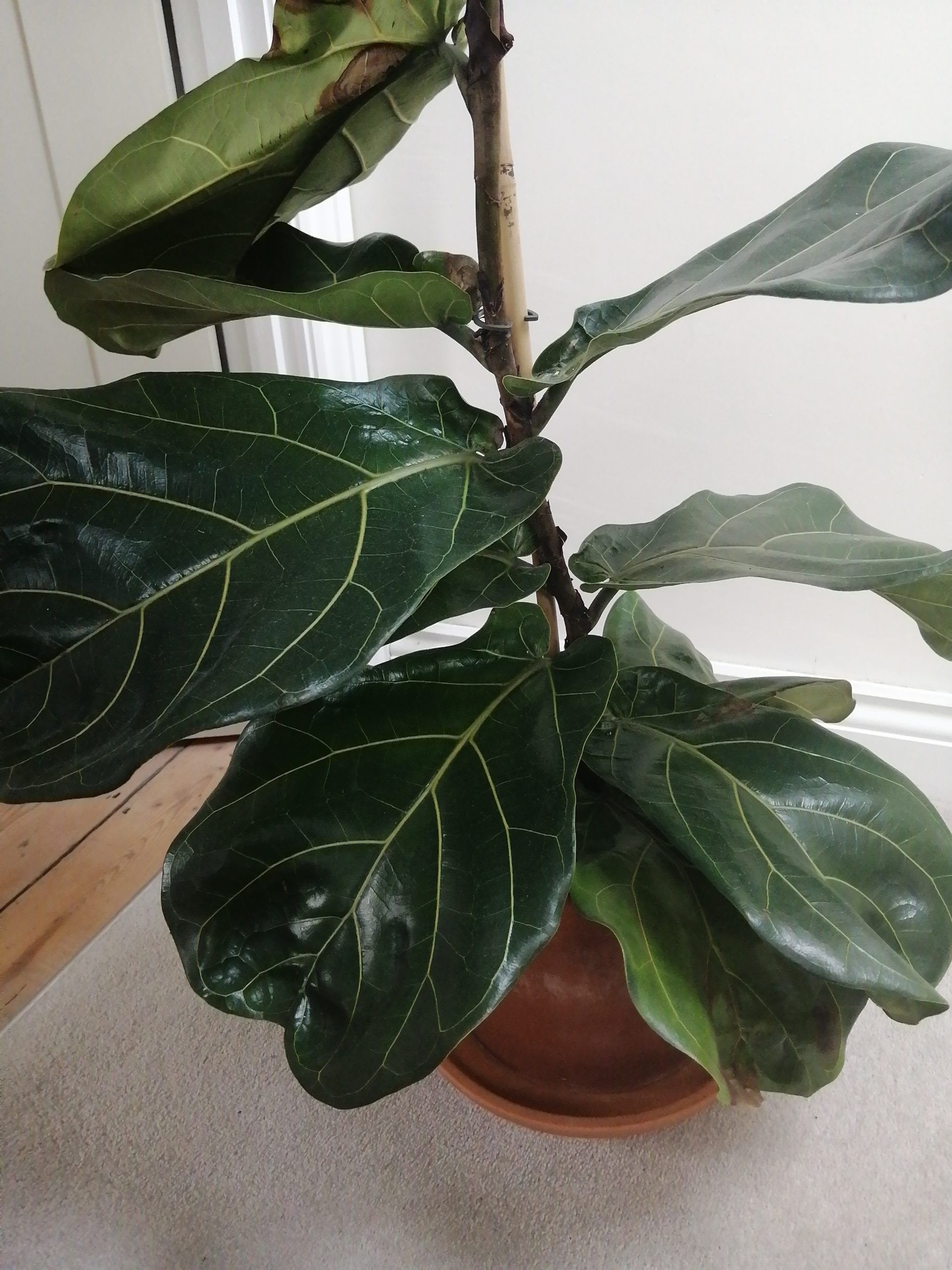 Should I prune to promote growth? The Fiddle Leaf Fig Plant Resource