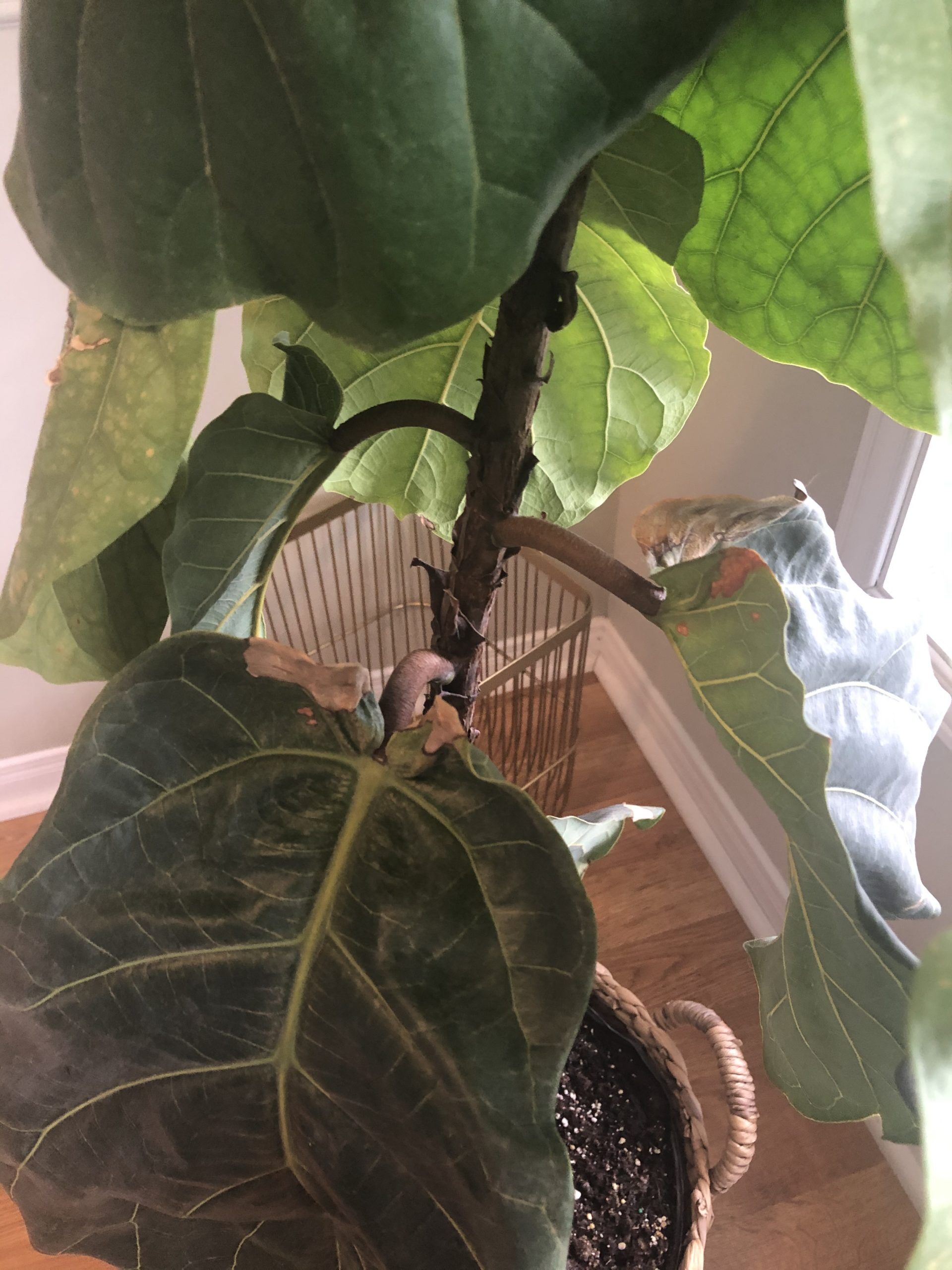 Sad droopy fiddle The Fiddle Leaf Fig Plant Resource
