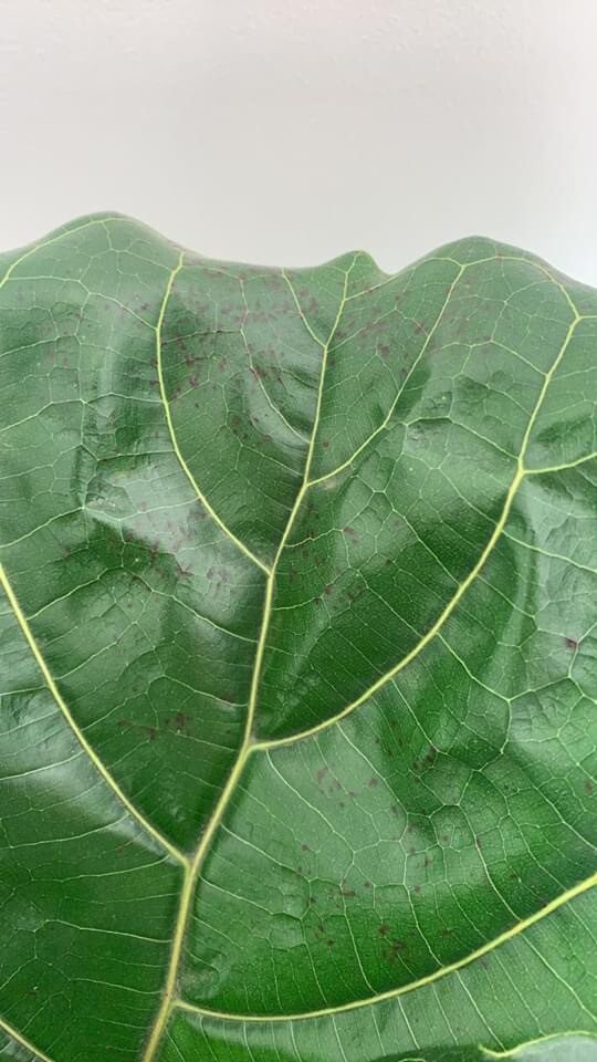 Tan leaves and separating | The Fiddle Leaf Fig Plant Resource