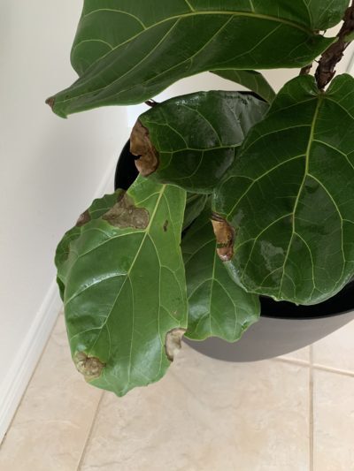 Tan leaves and separating | The Fiddle Leaf Fig Plant Resource