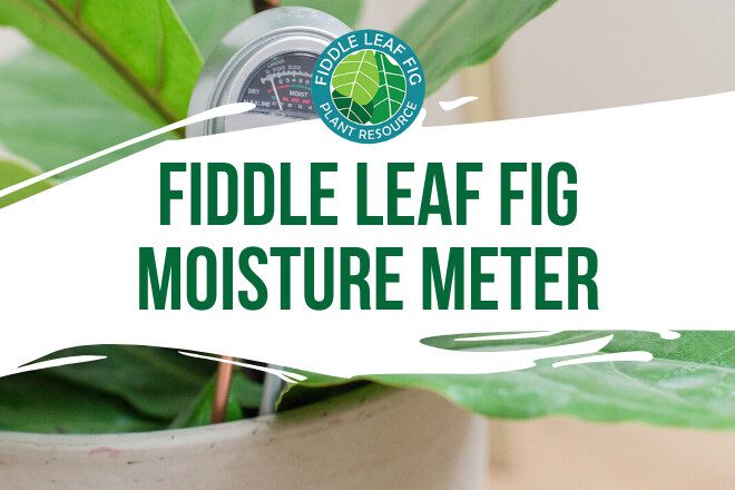 Water your fiddle leaf correctly by using a fiddle leaf fig moisture meter. Our fiddle leaf fig moisture meter can help take the guesswork out of watering.