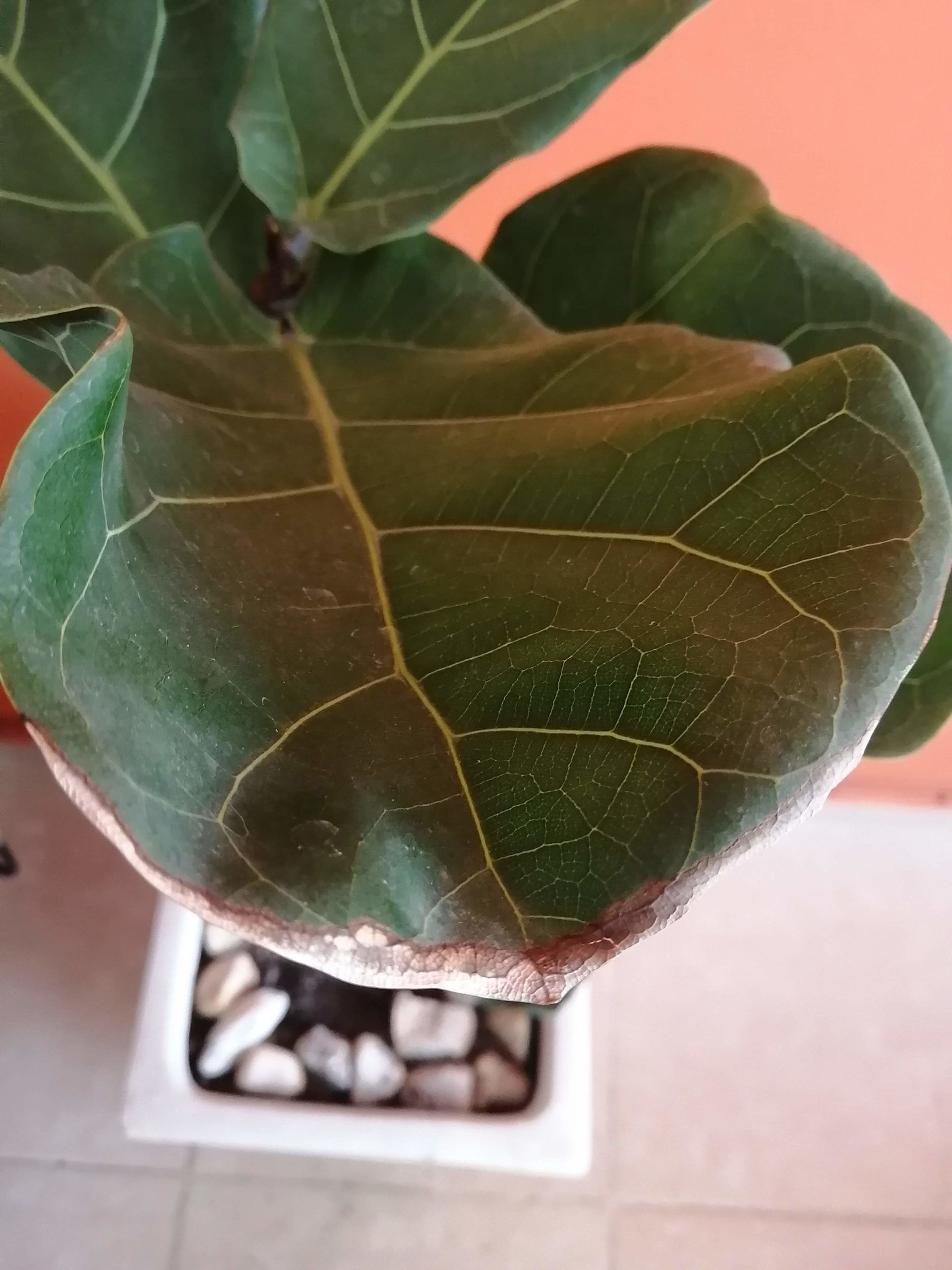 Brown edges on some top leaves | The Fiddle Leaf Fig Plant Resource