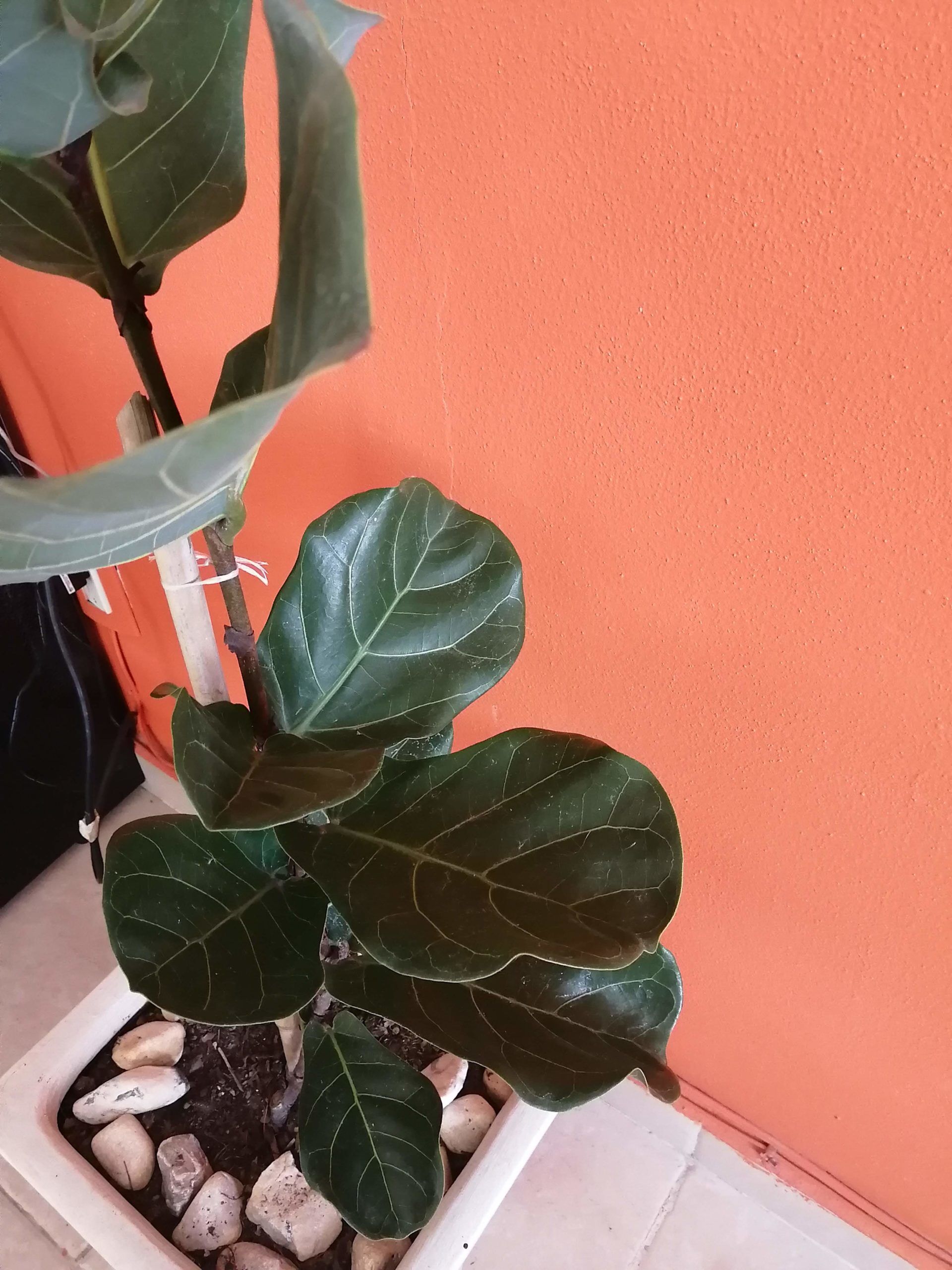 Brown edges on some top leaves The Fiddle Leaf Fig Plant Brown edges on some top leaves The Fiddle Leaf Fig Plant