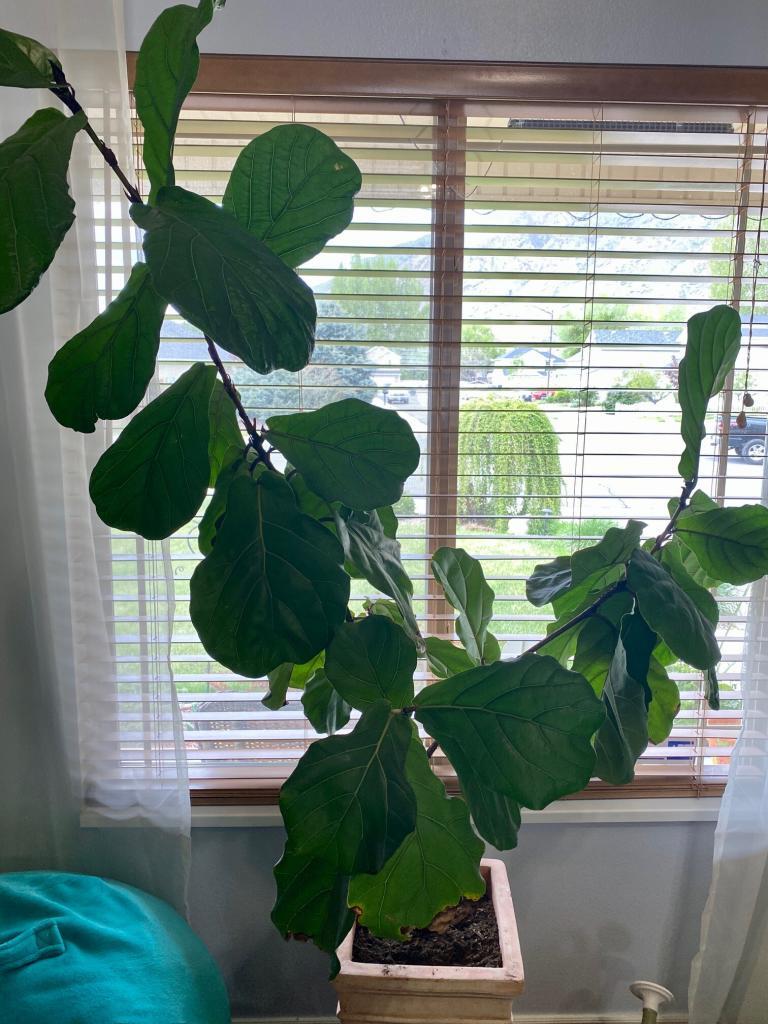 HELP!!! | The Fiddle Leaf Fig Plant Resource