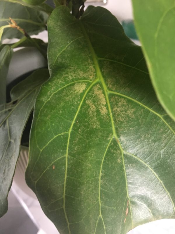 White 'bugs'? Drooping Leaves? Brown 'rusty' spots? Help!! The Fiddle