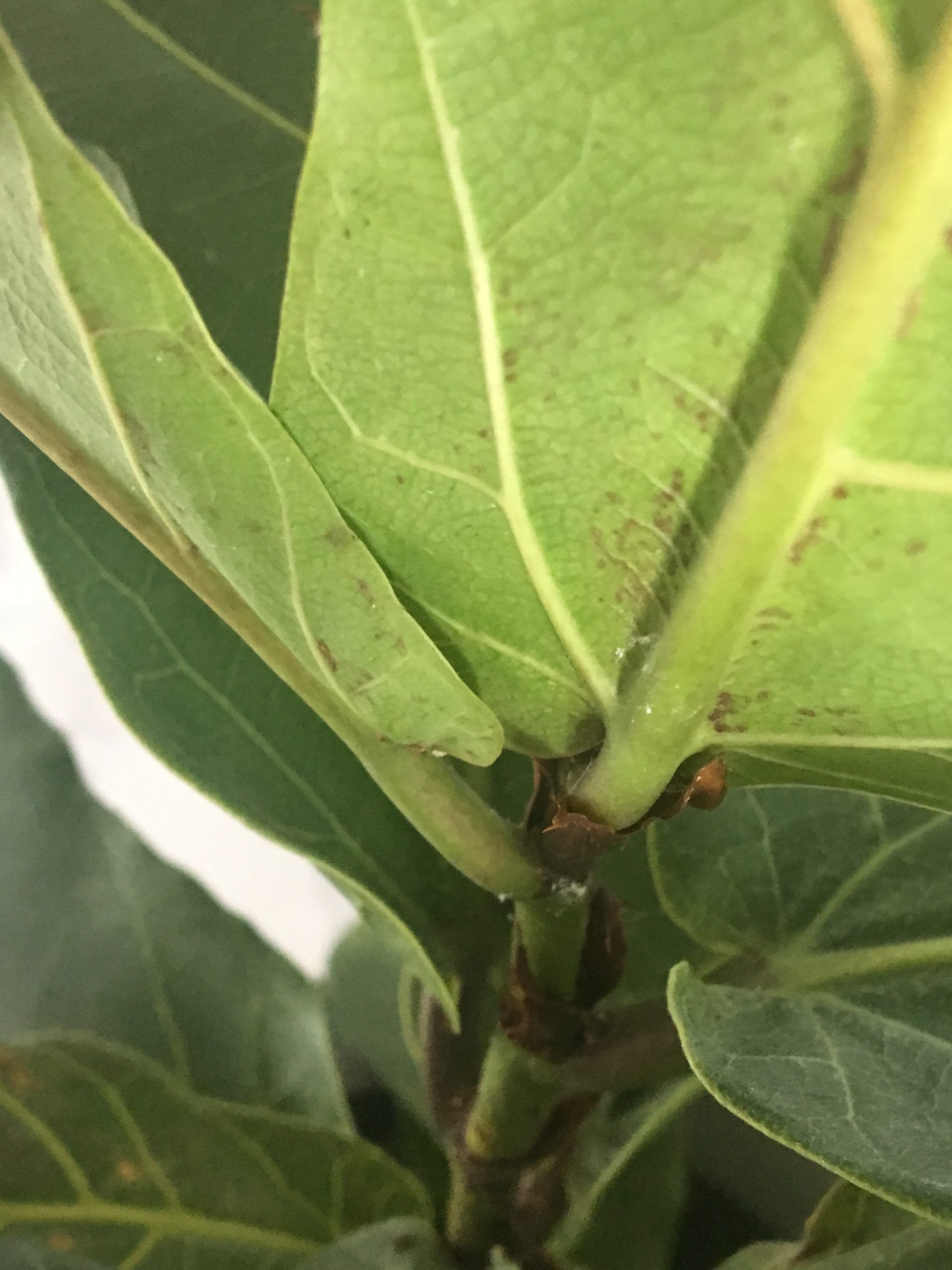 White 'bugs'? Drooping Leaves? Brown 'rusty' spots? Help!! The Fiddle