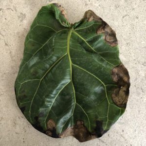 Leaves Browning, but doesn't appear to be root rot | The Fiddle Leaf
