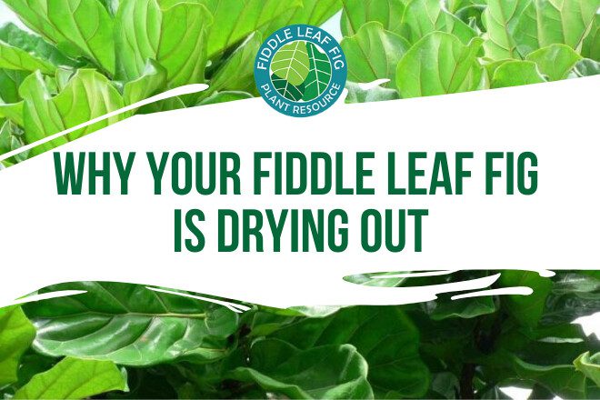 Do you suspect your fiddle leaf fig is drying out? Read about the 4 sneaky reasons why your fiddle leaf fig is drying out and how to correct it.