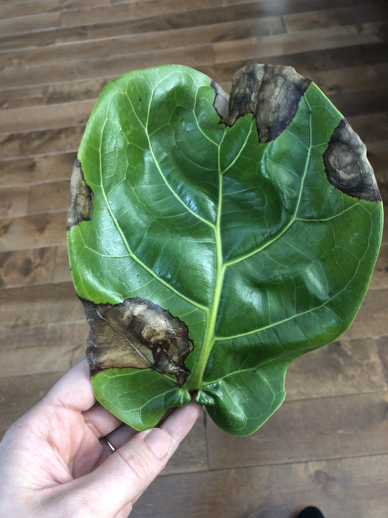 How do I revive my fiddle?! The Fiddle Leaf Fig Plant Resource