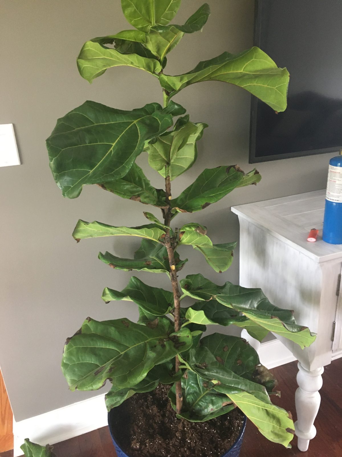 Help, please | The Fiddle Leaf Fig Plant Resource