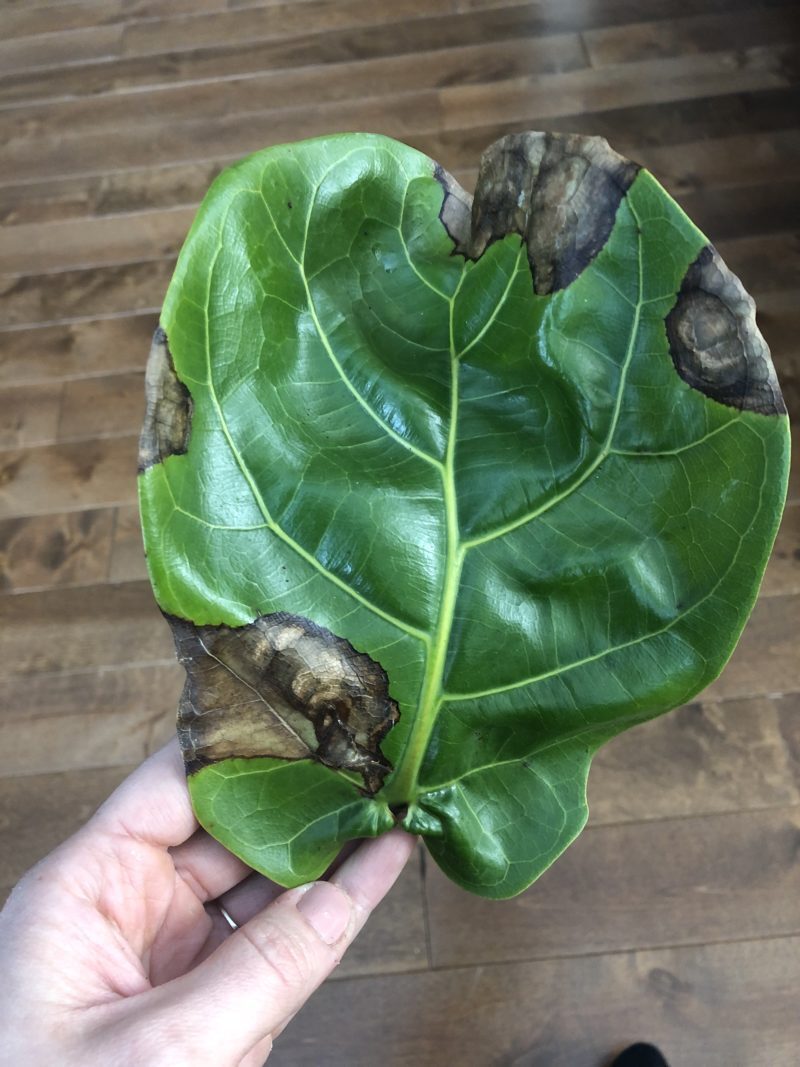 How do I revive my fiddle?! The Fiddle Leaf Fig Plant Resource