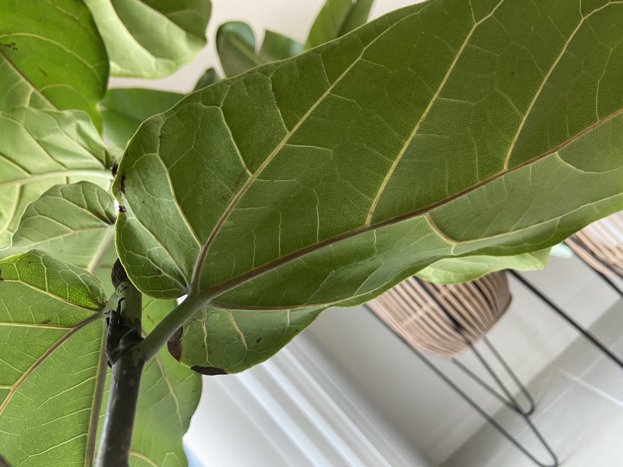 PLEASE Help! Is this root rot??? | The Fiddle Leaf Fig Plant Resource