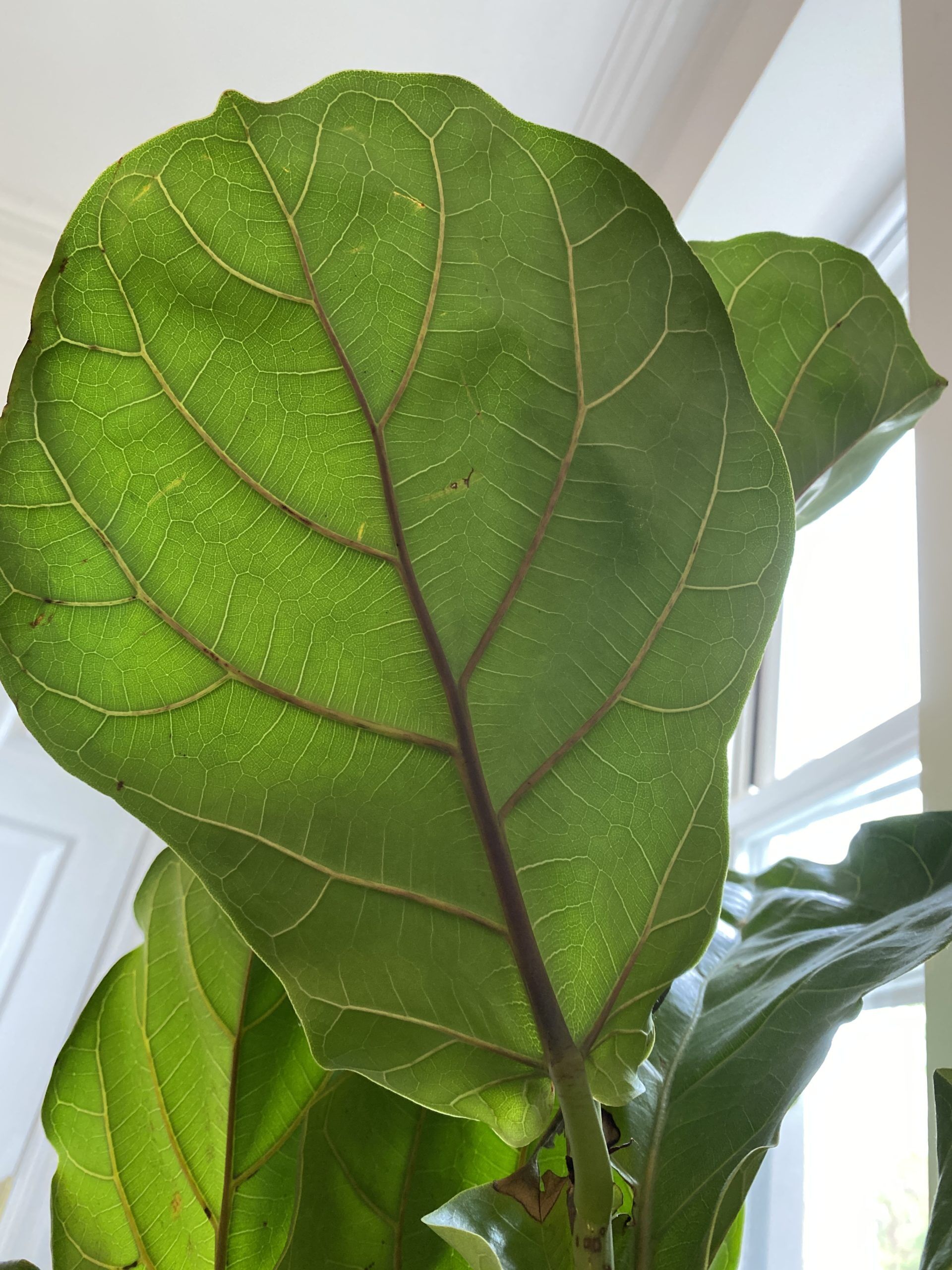 Brown/Purple Underside Veins!! | The Fiddle Leaf Fig Plant Resource