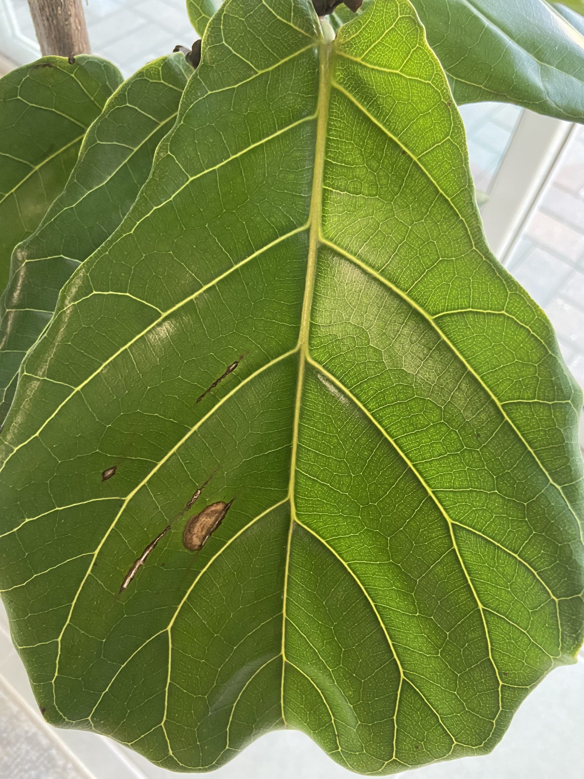 please-help-is-this-root-rot-the-fiddle-leaf-fig-plant-resource