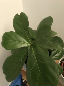 Stumpy, short, Quick growing Fiddle Leaf | The Fiddle Leaf ...