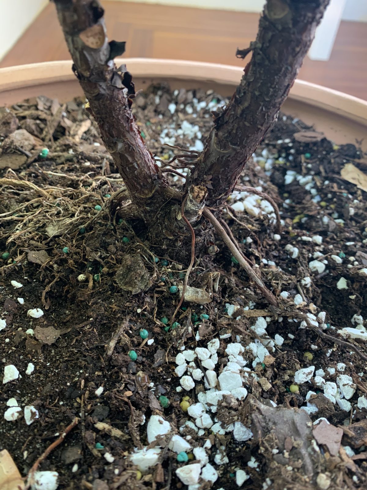 Branching at base of trunk | The Fiddle Leaf Fig Plant Resource