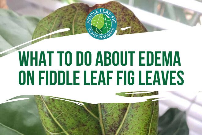 Edema on Fiddle Leaf Fig Leaves - Featured Image