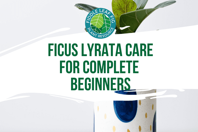 Read the ultimate ficus lyrata care guide for complete beginners. If you are new to having a fiddle leaf fig, read this care guide.