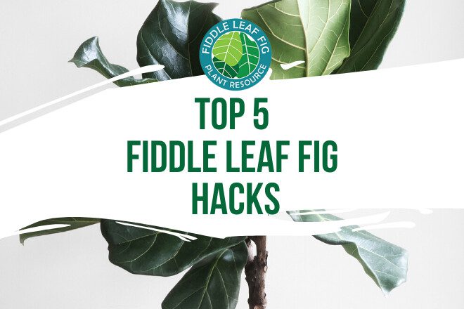Growing a fiddle leaf fig does not have to be difficult. Discover these 5 fiddle leaf fig hacks for growing a healthy and happy fiddle leaf fig.