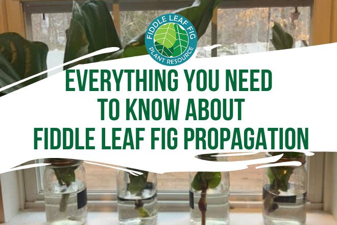 Everything You Need to know about Fiddle Leaf Fig Propagation Growing Fiddle Leaf Fig Plants from Stem Cuttings Are you ready to propagate your fiddle leaf fig? Maybe you have tried propagation before but for some reason, your cuttings never survive. Our in-depth video along with this post will help you master fiddle leaf fig propagation. Propagation Basics Propagating your fiddle leaf fig is an easy and simple way to create new fiddle leaf fig plants. In a nutshell, propagation is the method of reproducing. In the wild, propagation happens when a plant loses a piece of itself, the cutting will then grow into a whole new plant. Because the process is relatively simple and fast, it is one of the easiest ways to grow new plants at home. For the ficus lyrata, aka fiddle leaf fig, the process of buying seeds and planting them will not work. Propagation involves a plant that is grown from a cutting or a stem. With some houseplants, propagation can be as simple as dividing the roots. Ferns can be propagated like this. With fiddle leaf figs, you need to start with a cutting from a plant. Benefits of Propagation Propagating your fiddle leaf fig comes with many benefits. Stem cuttings are the easiest and fastest way to propagate your plant Propagation is totally free! You will need to prune your plant anyway Roots will grow in around 8 weeks Only way to clone your prized plant Easy to do at home and a great use of your time Display beautiful cuttings in glass vases or containers Propagation in Soil or Water? Photo Credit: Leah Marie Fiddle Leaf Fig Plant Resource Facebook Group There are essentially two methods of propagating a cutting. One involves placing the cutting in water, the other would be to place the cutting straight into soil. Let's dive into these methods and discover the reason why propagation in water is the superiors way to propagate. Using Water to Propagate The reason water is the best way to propagate is because it is easy, fast, and pretty to look at. You can actually see the roots growing so if you are curious about how long your roots are, you just have to look at the cutting. With water, there are no roots to damage from removing it from the soil. No plastic is required to keep the soil moist. It really is the easiest method of propagation. Using Soil to Propagate When you use soil to propagate cuttings, the first and foremost thing you need is sterile soil. Most cuttings fail because of bacteria and infections which can be caused by fungus or bacteria in the soil. Also, the soil needs to stay wet and be kept moist. To do that, you need plastic to cover the cutting and soil. Another aspect that is harmful to the cutting is the roots can be damaged if you tug on the roots to see if they are growing properly. Finally, remove the cutting from the soil to repot can damage the roots that have formed as well. These factors decrease the likelihood of a successful propagation. Air Layering Fiddle Leaf Figs Propagation by making a cut and putting something we around it is called air layering. The cutting is not fully removed from the plant and it continues to produce root all while it is still connected to the plant. You don't have as high of a risk of an unsuccessful propagation. When To Propagate Your Fiddle Leaf Fig Most online resources will tell you to propagate in the spring or summer where there is a lot of light and it is warmer. In actuality, if the environment in your home is pretty even all year round, there is no reason why you can't propagate in the dead of winter. Also, propagation and rooting is heavily dependent on heat. If you can keep your home warm or have the cutting under a heat mat, you can propagate any time of the year. Once you put it under your water or soil cuttings it keeps them at an even temperature to root even faster. Supplies Needed for Fiddle Leaf Fig Propagation Here are the basic supplies you will need for a successful fiddle leaf fig propagation. Sharp pruning shears. Clean, clear container. Distilled water. Water softened water can be damaging to the cutting. Propagation Promoter and Rooting Hormone to increase succes Also, your supplies will need to be sterilized. If you use a powder rooting hormone, make sure to pour some out for the cutting to be dipped into, versus dipping the cutting into the container. That could potentially spread bacteria within the rooting powder container which would be spread to other future cuttings. To sterilize your tools and container, you can use your dishwasher or rubbing alcohol. Another option is to quickly soak them in a 10% bleach solution. Once you have sterilized everything, it is time to propagate. How to Choose Where to Cut for Propagation When you are looking for a cutting to remove from your plant, remember to avoid new growth and old growth. You want a cutting from the medium section of your plant where the leaves and stem are not too young and not too old. Also, never cut just a single leaf. The leaf does not have the stem where there are no rooting cells to grow roots and develop into a plant. With the stem cutting, it is best to cut 1-3 healthy leaves with the stem to create a healthy section to propagate. As you use your sharp, sterile shears, cut on a diagonal to give you as much surface area as possible. The more surface area, the higher the probability strong roots will grow. As you cut, you may notice a white sap that appears. The sap is not poisonous however, it can cause irritation if you get it on your skin. Placing a tarp down can protect your floors and wearing gloves will protect your hands. Propagation Next Steps Once you have your cutting, it is time to place it into a sterilized container with clean water. Add your propagation promoter and rooting hormone to the water and place it in a place with light, but not direct light. Place in a place with light but not direct light. Direct sunlight will cause the water to become cloudy which increases the risk that bacteria and fungus will grow in the water, killing the cutting. Keep the water clean and only replace when it is cloudy. Do not replace it everyday. It is best to leave the cutting be as long as you can. Propagation Promoter and Rooting Hormone With our propagation promoter and rooting hormone, you will use 1 teaspoon for every 2 cups of water for your water propagation. Our propagation promoter and rooting hormone is derived naturally from sea kelp and it tells the plant to use its energy to product roots. What is great about it is that the gel settles around the cutting and keeps it clean. You will be able to see this in the water. Protecting and promoting the roots will results in a higher number or roots and they will develop faster and stronger. It also protects them against any bacteria and fungus. The reason we developed a liquid rooting hormone is that is absorbs better than powder and it works in water and soil propagation. How Long Does Fiddle Leaf Fig Propagation Take? Photo Credit: Mayuri Kai from Fiddle Leaf Fig Plant Resource Center Facebook Group In most cases, fiddle leaf fig propagation can take 6-8 weeks. After 4 weeks, you should start to see spots that look similar to popcorn developing on your cutting. These are the beginning of the roots forming. Roots should be between 1-2 inches and you will want a lot of new roots around that length. Once you remove your cutting from the water, pot it into a small container that is 2-4 inches in diameter. Use a fast draining soil and keep it moist. Adding a bottom heat mat can help to keep the new cutting growing and begin fertilizing after 2 weeks time. Once the cutting is root bound, increase your pot by 2-4 inches and you have a brand new plant! Do you have more propagation questions? Join our Facebook community to share your pictures, ask questions, and connect with other fiddle leaf fig lovers!